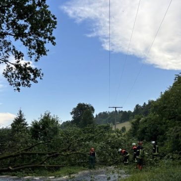 Einsatzbericht: Baum auf Fahrbahn
